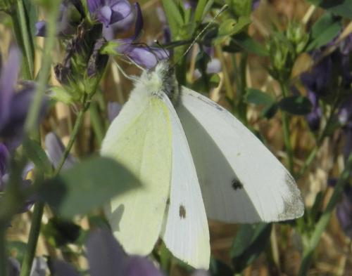 Réf. 241 659 : Pieris rapae